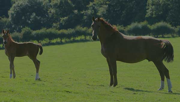 Stationary Horses