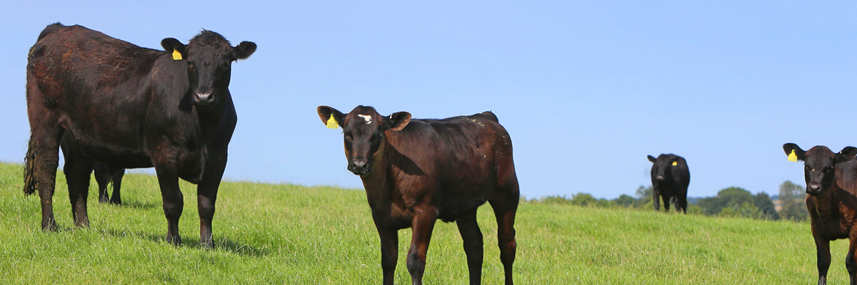 Cows Banner