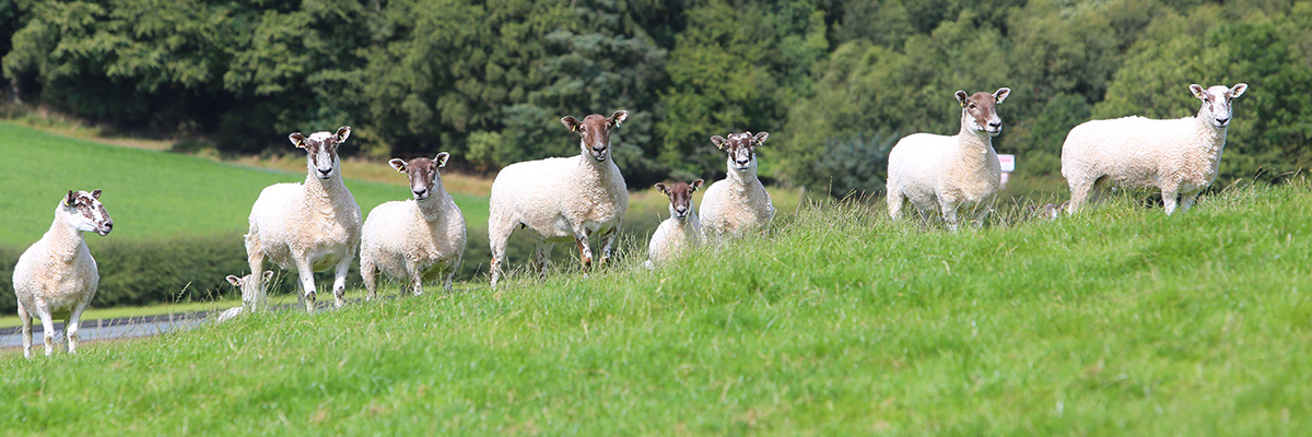 Lambs Banner