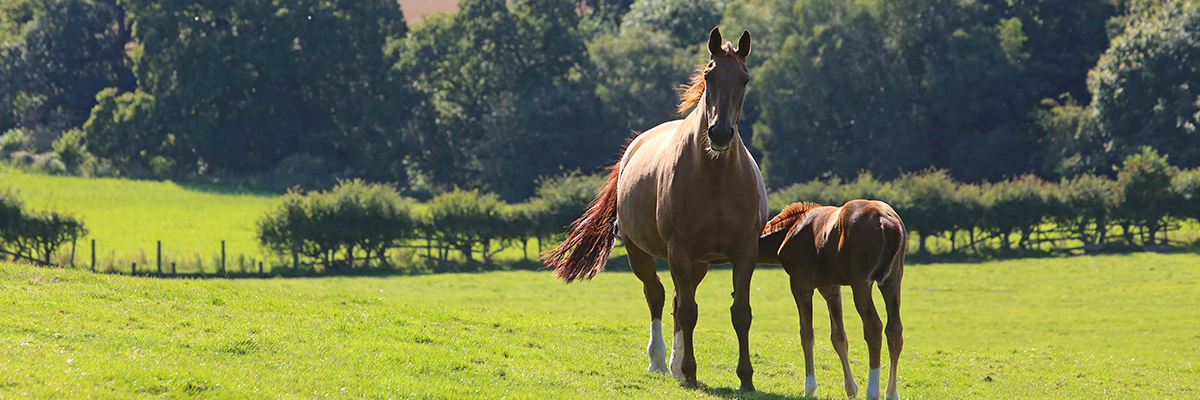 Horses in Field Banner