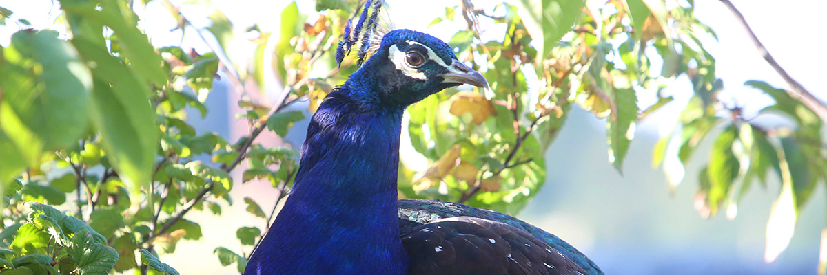 Bird Banner