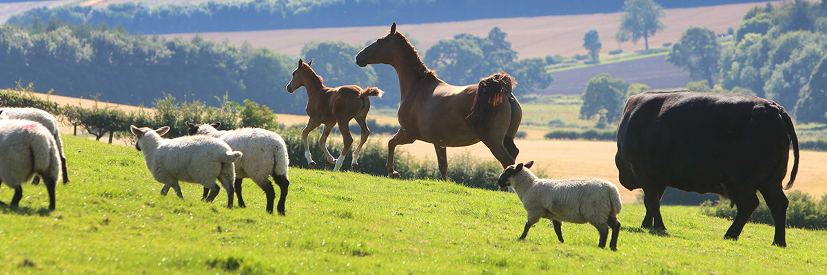 Animals in Field Banner