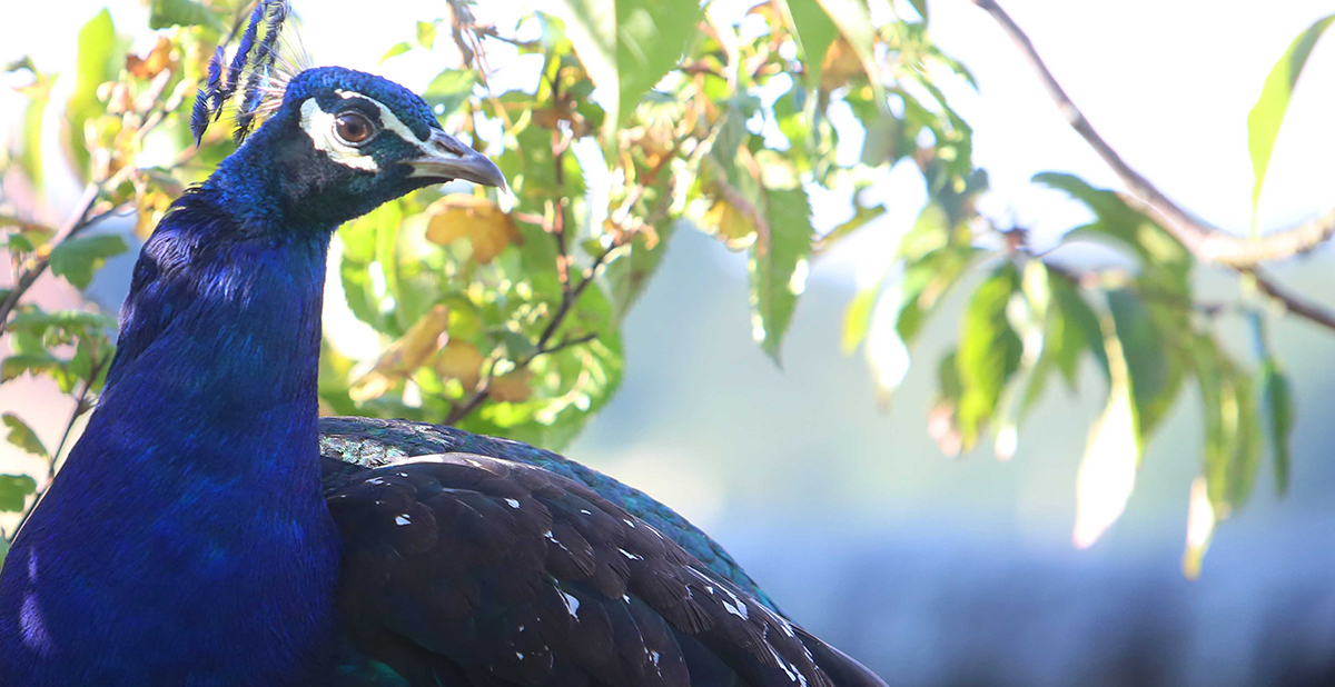 Bird Banner