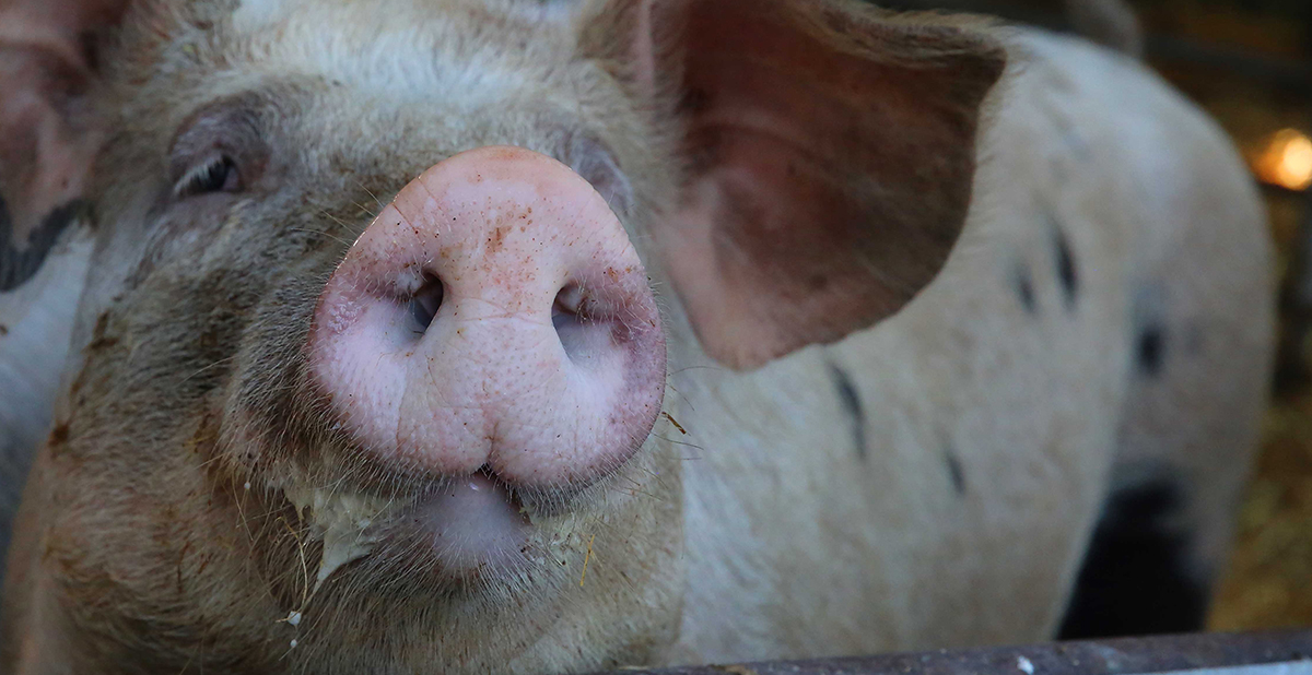 Pig Banner