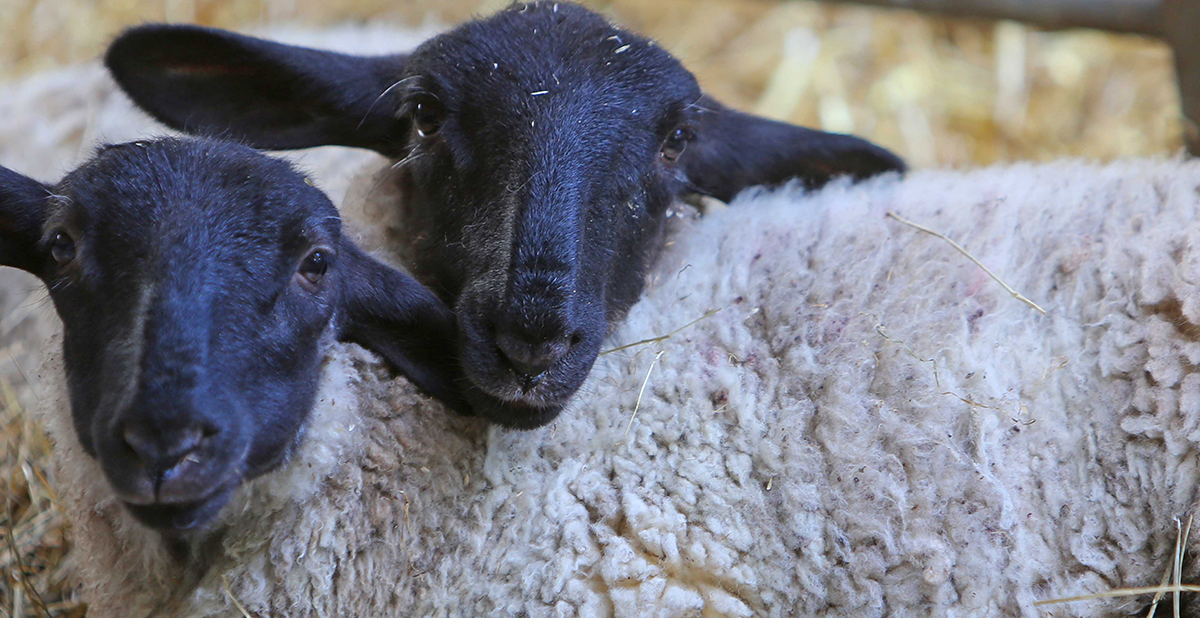 Lambs Banner