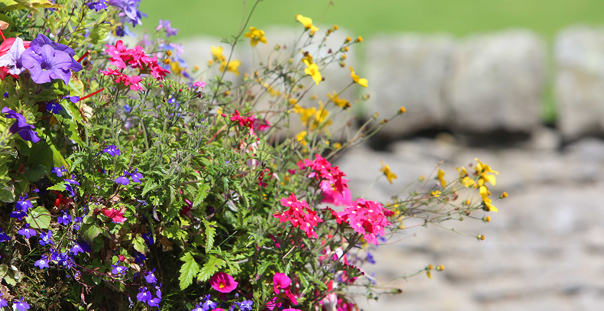 Flowers Banner