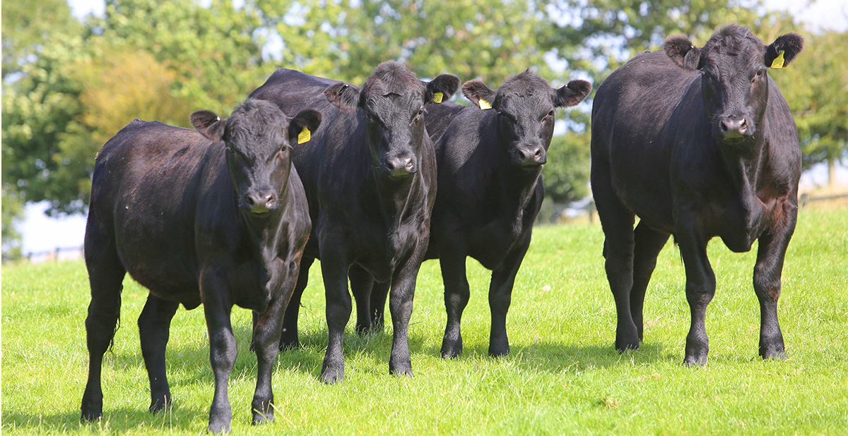 Cattle